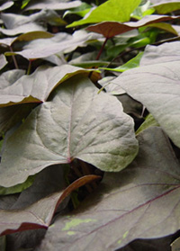 Ipomoea batatas 'Ace of Spades'